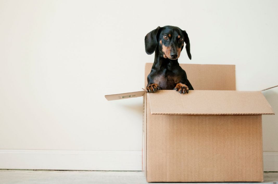 8 Exciting Steps to Moving House Successfully